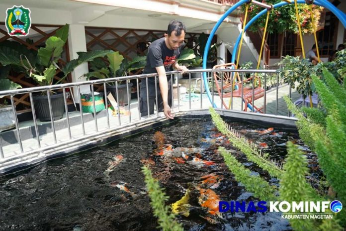 Koi, Selain Hobi Juga Profitabel – Dinas Komunikasi dan Informatika