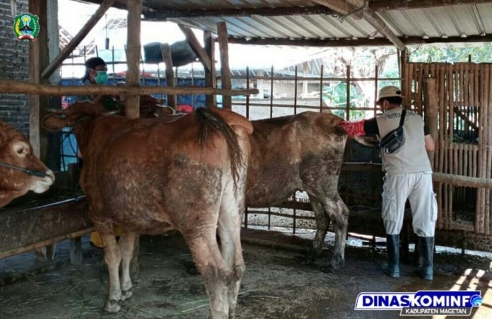Sukseskan Program Sikomandan, Disnakan Lakukan PKB Masal di Dua Kecamatan