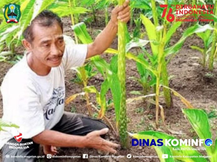 Peluang Bisnis Umbi Porang Asal Bumi Mageti – Dinas Komunikasi