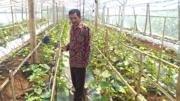 Green House Ala Mbah Saeno Kades Rejomulyo – Dinas Komunikasi