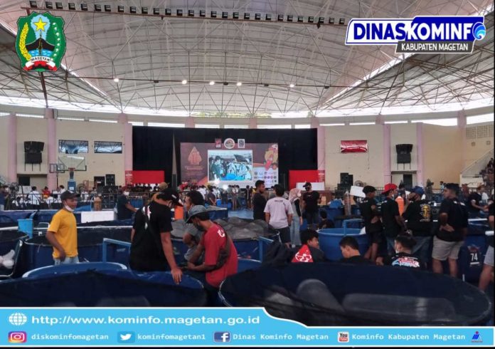 Koi Ikan Asli Jepang, Yang Berhasil Dibudidayakan di Magetan. –