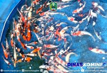 Satpam Bank di Magetan Punya Penghasilan Puluhan Juta Dari Budidaya Ikan Koi – Dinas Komunikasi dan Informatika Kab. Magetan