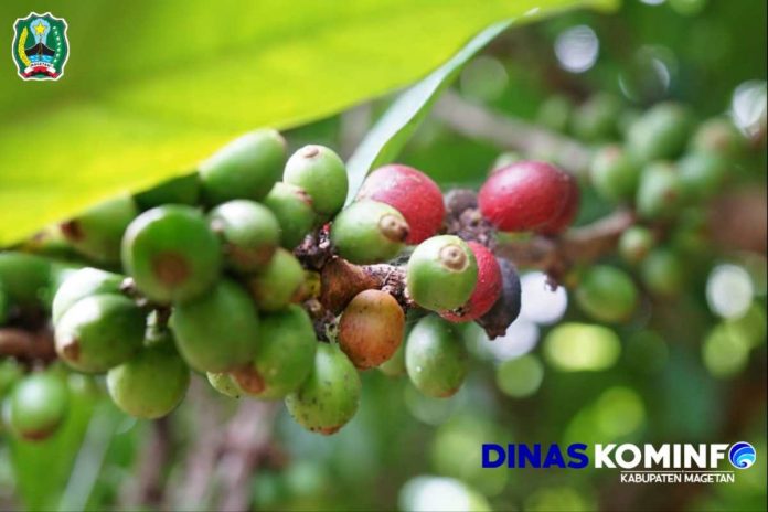 Potensi Kopi Liberica Asli Bumi Mageti – Dinas Komunikasi dan