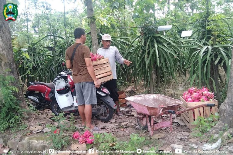 Berkah Hari Raya Idul Fitri 2022 Bagi Petani Buah Naga Magetan.

Magetan, Menjel…