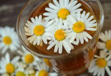 Manfaat Pengobatan Herbal dalam Menjaga Kesehatan Tubuh Pengobatan herbal