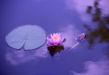 Menemukan Ketenangan dan Kesadaran Lebih Dalam Melalui Meditasi Meditasi