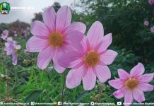 Cantiknya kembang Dahlia Bermekaran di Gunung Lawu Magetan – Dinas Komunikasi dan Informatika Kab. Magetan
