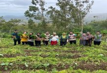 Mahasiswa KKN-K UTM Bantu Petani Panen Wortel, Harga Melonjak Jelang Tahun Baru