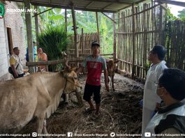 Waspada Wabah PMK Kembali Merebak, Peternak Magetan Harus Lebih Jaga Kebersihan – Dinas Komunikasi dan Informatika Kab. Magetan