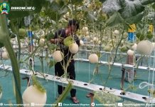 Bumdes Karya Maju desa Jambangan Panen Melon dengan sistem Hidroponik – Dinas Komunikasi dan Informatika Kab. Magetan
