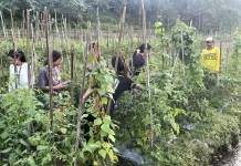 Belajar Dari Ladang : Mahasiswa KKN Kolaboratif UTM Amati Langsung Kehidupan Petani Di Desa Puntukdoro Magetan