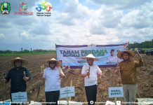Bongkar Ratoon, Langkah Penting Regenerasi Tanaman Tebu untuk Tingkatkan Produktivitas