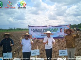 Bongkar Ratoon, Langkah Penting Regenerasi Tanaman Tebu untuk Tingkatkan Produktivitas