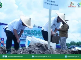 Wakil Bupati Magetan Tanam Tebu bersama Petani Bendo