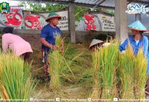 Eksotisme ‘Mall Jerami’ Plaosan, Tempat Rezeki Dijemput dengan Adu Lari dan Keteguhan Hati
