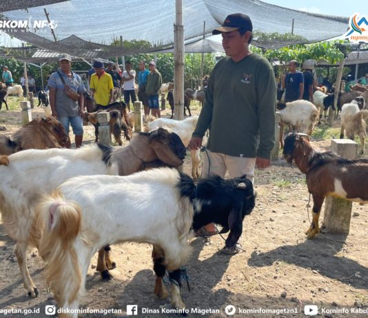 Jelang Idul Adha, Pastikan Kecukuoan dan Kesehatan Hewan Ternak Disnakan Terjun Kelapangan