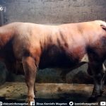 WOW! Sapi Raksasa Rp 100 Juta dari Peternak Lokal Ini Jadi Pilihan Presiden Prabowo untuk Idul Adha!