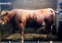 WOW! Sapi Raksasa Rp 100 Juta dari Peternak Lokal Ini Jadi Pilihan Presiden Prabowo untuk Idul Adha!