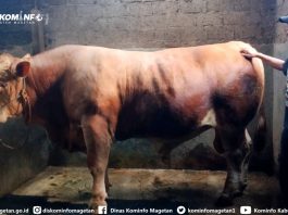 WOW! Sapi Raksasa Rp 100 Juta dari Peternak Lokal Ini Jadi Pilihan Presiden Prabowo untuk Idul Adha!