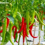 Harga Cabai dan Bawang Naik, di Magetan Masih Terkendali