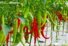 Harga Cabai dan Bawang Naik, di Magetan Masih Terkendali