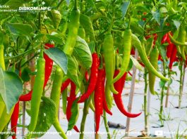 Harga Cabai dan Bawang Naik, di Magetan Masih Terkendali