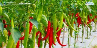 Harga Cabai dan Bawang Naik, di Magetan Masih Terkendali