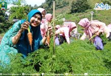 Serunya, Ibu PKK Magetan Kenalkan Wisata Petik Sayur di Desa Ngancar