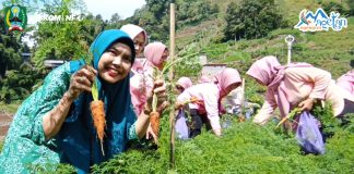 Serunya, Ibu PKK Magetan Kenalkan Wisata Petik Sayur di Desa Ngancar