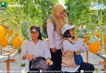 Mandiri Lewat Inovasi, Melon Hasil Greenhouse BUMDes Klagen Bersatu Laris Manis Diburu Pasar – Dinas Komunikasi dan Informatika Kab. Magetan