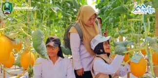 Mandiri Lewat Inovasi, Melon Hasil Greenhouse BUMDes Klagen Bersatu Laris Manis Diburu Pasar – Dinas Komunikasi dan Informatika Kab. Magetan