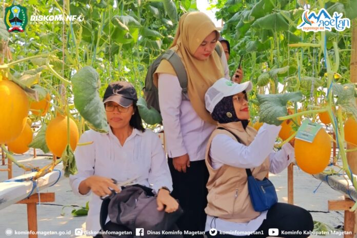 Mandiri Lewat Inovasi, Melon Hasil Greenhouse BUMDes Klagen Bersatu Laris