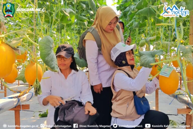 Mandiri Lewat Inovasi, Melon Hasil Greenhouse BUMDes Klagen Bersatu Laris Manis Diburu Pasar – Dinas Komunikasi dan Informatika Kab. Magetan